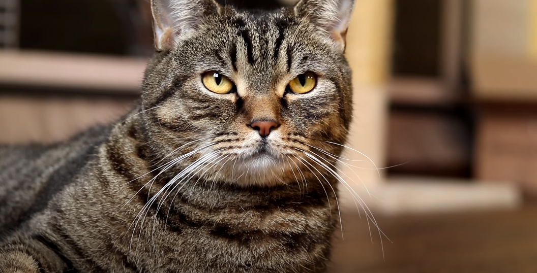 Wie Viele Zähne Hat Eine Schildkröte