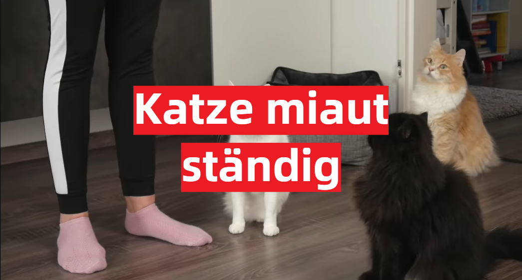 Katze Miaut Ständig Und Will Schmusen Katze miaut ständig - CatWiki