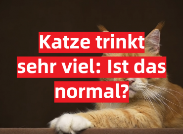 Katze trinkt sehr viel: Ist das normal?